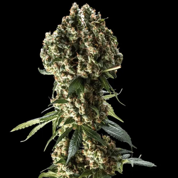 Grand Daddy Purple Cannabis Seeds by Bulk White Label