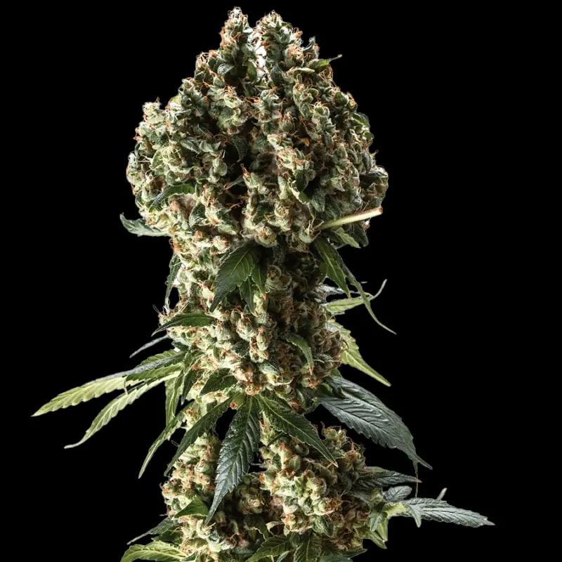 Grand Daddy Purple Cannabis Seeds by Bulk White Label