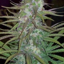 green mountain grape