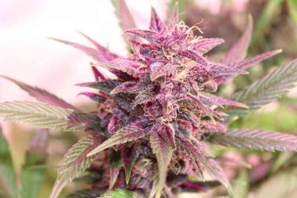 purple caper seeds purple skunk