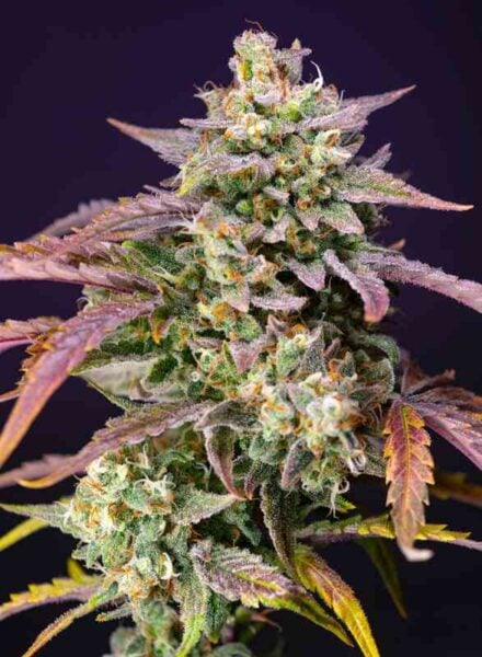 Sweet Seeds Purple Punch OG XL Auto