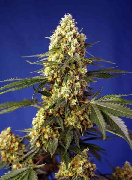 strawberry banana gelato xl