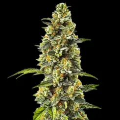 Strawberry Cough Cannabis Seeds by Bulk White Label