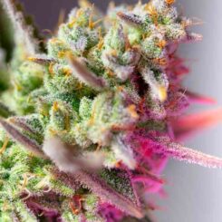 Sweet Seeds Sweet mimosa XL Auto