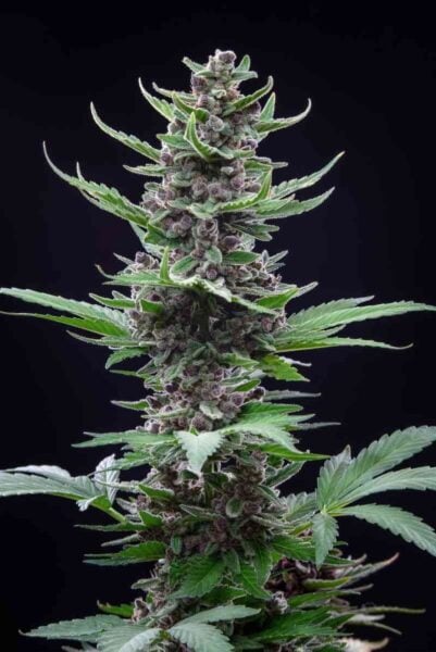 Fastbuds tropicana cookies auto