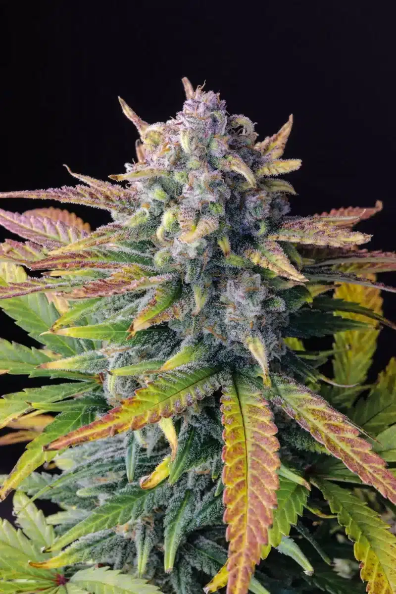 Fastbuds tropicana cookies auto
