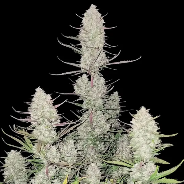 Tropicana Cookies Auto Cannabis Seeds by Fastbuds