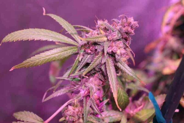 Purple Caper Seeds A5 Silver Skunk Haze