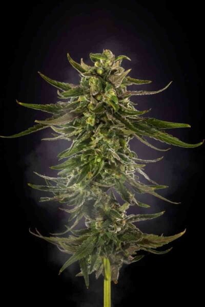 Purple Caper Seeds Alpha Skunk Burnt Rubber
