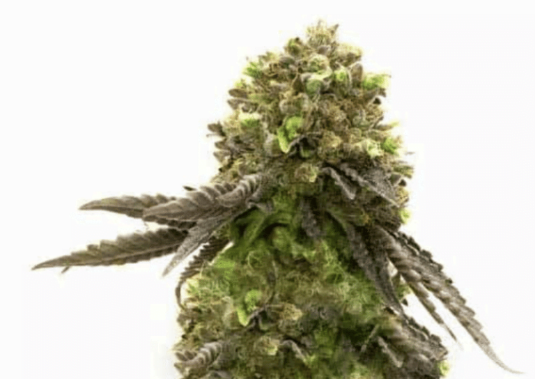 Outdoor multipack f cannabis seeds for sale north atlantic seed co 