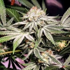 Omuerta Genetix Bushfire OG