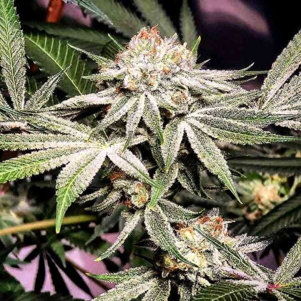 Omuerta Genetix Bushfire OG