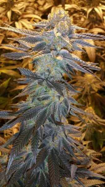 Purple Caper Seeds Chocolate Skunk