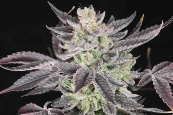 Twenty20 Mendocino Curve Breaker