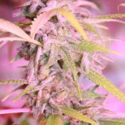 Purple Caper Seeds Durban Bread Auto