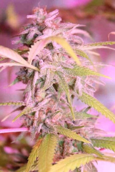 Purple Caper Seeds Durban Bread Auto