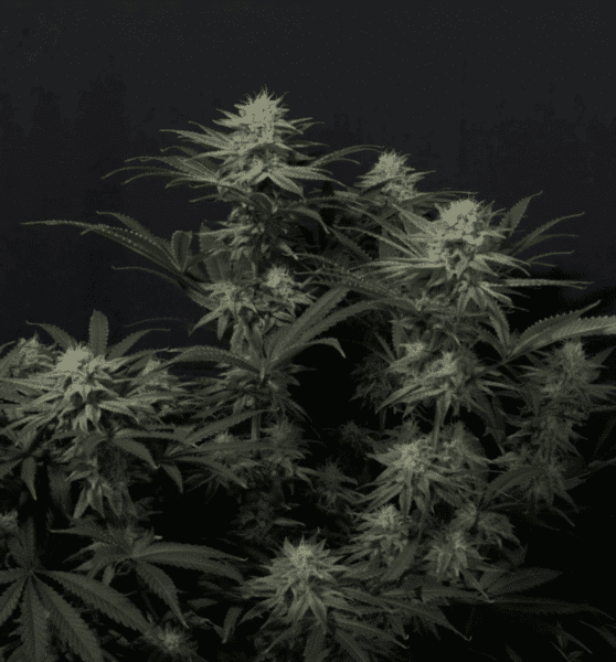 GG4 Sherbet Fast Flowering