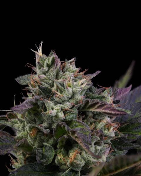 Purple Caper Seeds Gelato Skunk