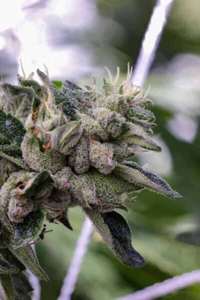 Purple Caper Seeds Jealous Skunk