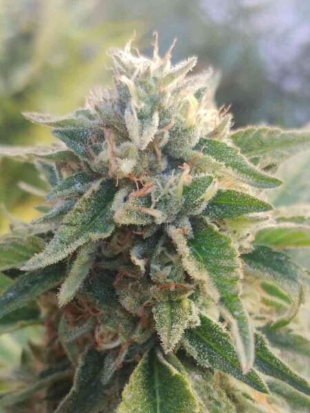 Purple Caper Seeds Lemon Durban Bread Auto