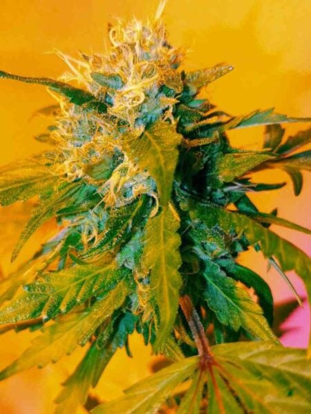 Purple Caper Seeds Orange Durban Bread Auto