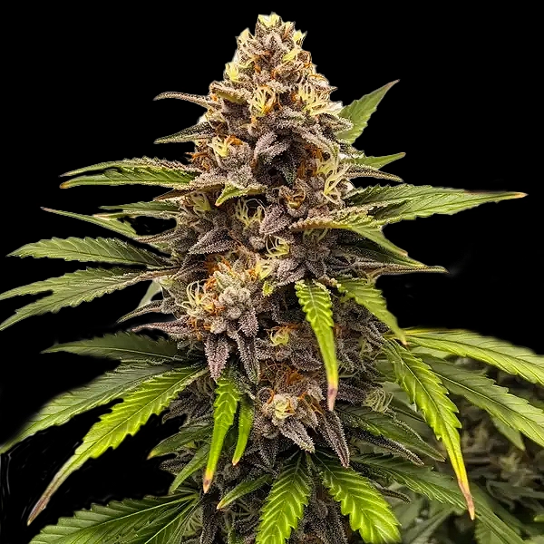 Runtz Auto Cannabis Seeds by Bulk White Label