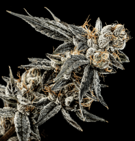 Gelato Punch