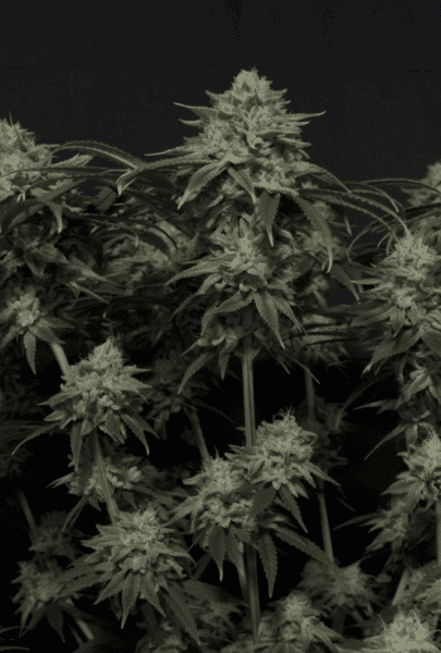 Gorilla Cookies FAST