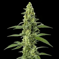Skywalker Auto Cannabis Seeds by Bulk White Label