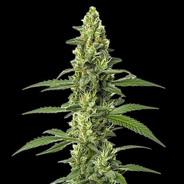 Skywalker Auto Cannabis Seeds by Bulk White Label