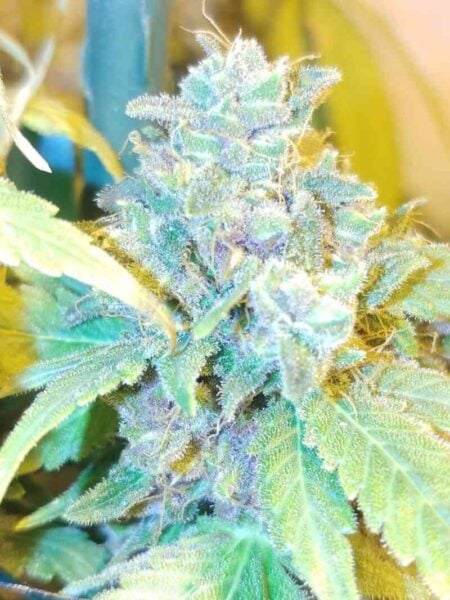 Strawberry Banana Skunk