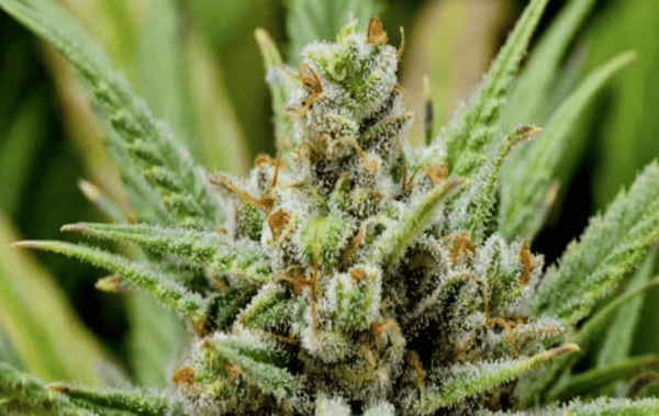 Super Lemon Haze Auto