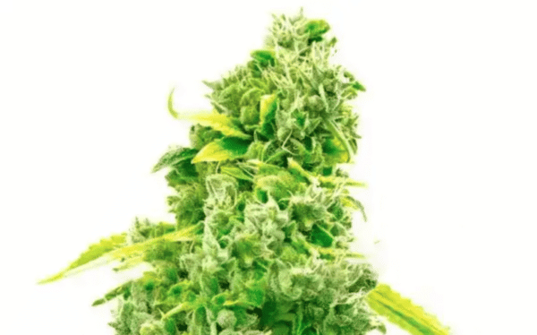Super Silver Haze Auto