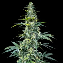Super Silver Haze Auto Cannabis Seeds by Bulk White Label