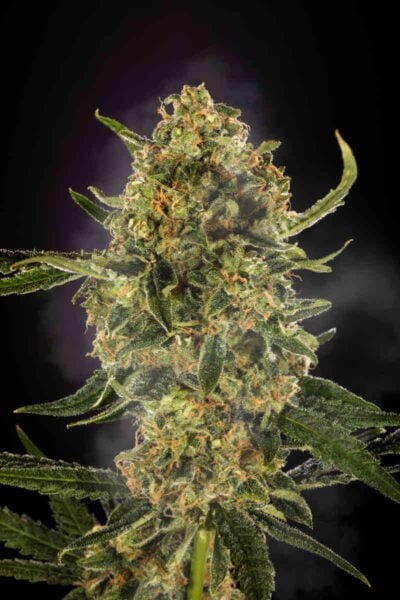 Purple Caper Seeds Alpha Skunk Vomit