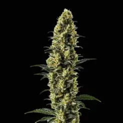 Z Auto Cannabis Seeds by Bulk White Label