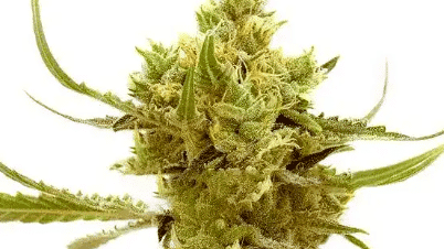 bulk white label strawberry banana fem