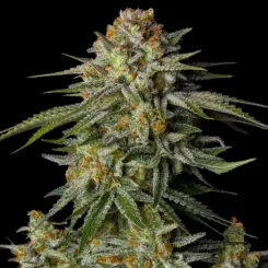 GG4 Sherbet Fast Flowering Cannabis Seeds by Fastbuds