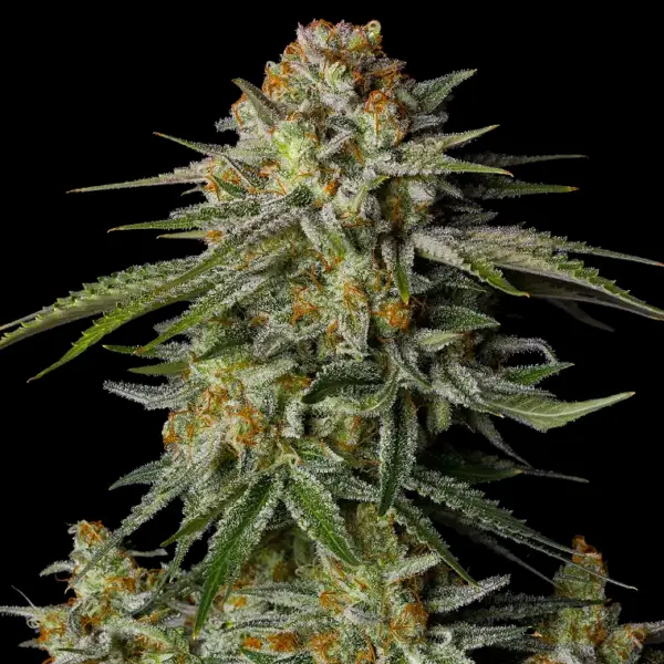 GG4 Sherbet Fast Flowering Cannabis Seeds by Fastbuds