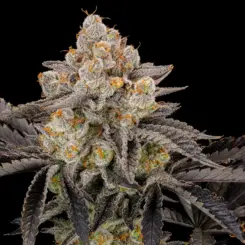 Gorilla Cookies Fast Flowering Cannabis Seeds by Fastbuds