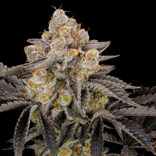 Gorilla Cookies Fast Flowering Cannabis Seeds by Fastbuds