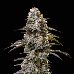 Granddaddy Purple Auto Cannabis Seeds by Bulk White Label
