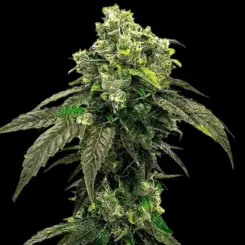 Hindu Kush Cannabis Seeds by Bulk White Label
