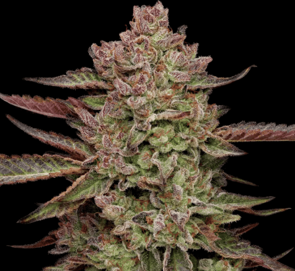 humboldt seed company gazzurple fem
