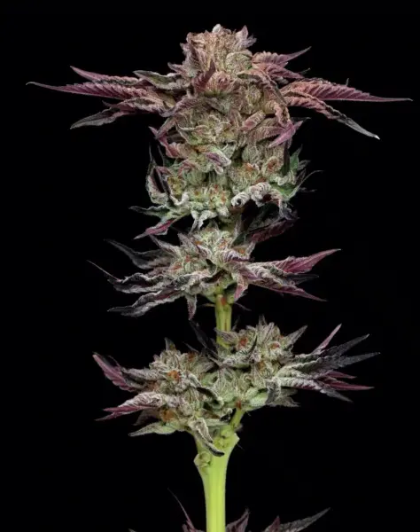 humboldt seed co jelly donutz fem