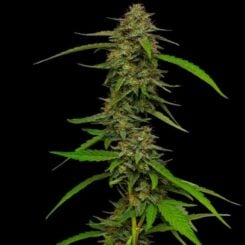 humboldt seed company strawberry cheesecake auto