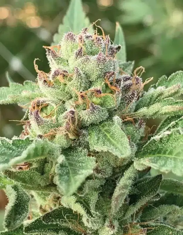 Apple Blossom Auto Cannabis Seeds by Humboldt Seed Company
