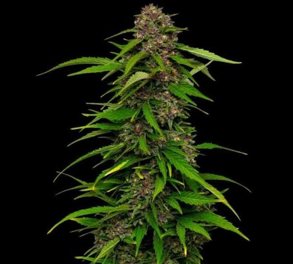humboldt seed company squirt auto