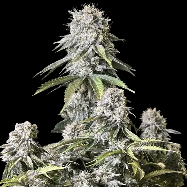 Orange Sherbet Fast Flowering Cannabis Seeds by Fastbuds