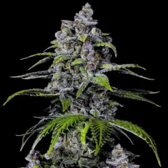 Purple Lemonade Fast Flowering Cannabis Seeds by Fastbuds